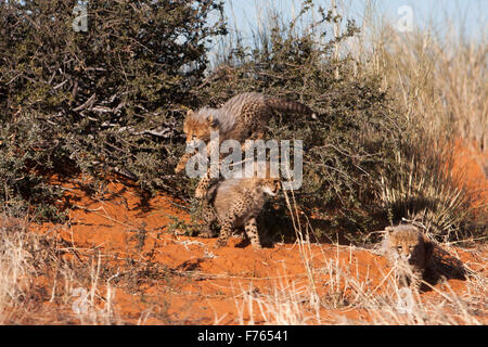 Cheetah Jungen spielen auf den Sanddünen im Kgalagadi Transfrontier Park Stockfoto