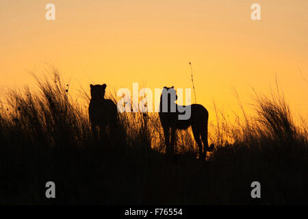 Zwei Geparden Silhouette auf einer Sanddüne bei Sonnenuntergang in den Kgalagadi Transfrontier Park Stockfoto