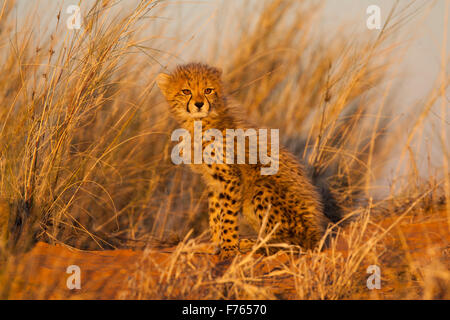 Cheetah Junge sitzt auf einer Sanddüne gebadet im Sonnenlicht in den Kgalagadi Transfrontier Park Stockfoto