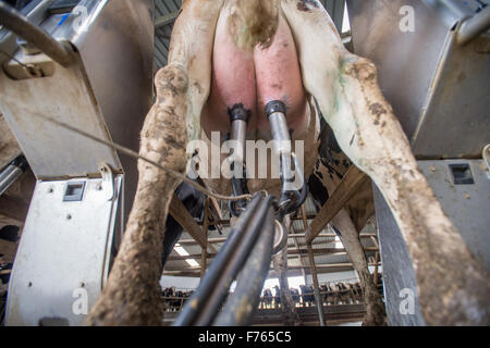 Südafrika - Kühe gemolken auf Milchviehbetrieb. Stockfoto