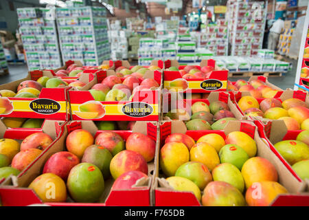 Frische Mangos in Tshwane Fresh Produce Market in Südafrika Stockfoto