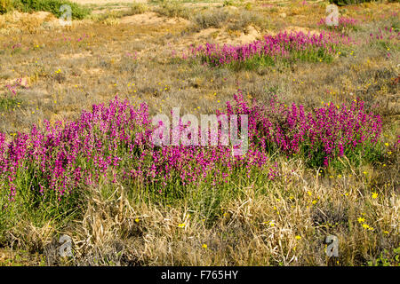 Schwaden von vivid Magenta / lila Blumen & grüne Blätter Swainsona Campylantha, Wildblumen wachsen im Outback Australien Stockfoto