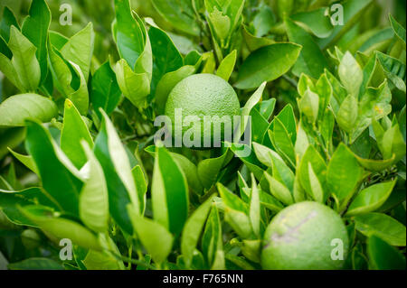 Südafrika - Limes auf Baum wächst Stockfoto