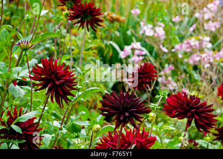 Dunkle rote Dahlie Blumen wachsen im Garten Grenze im Spätsommer eine Gattung der tuberösen krautige Stauden in Mexiko beheimatet Stockfoto