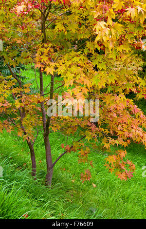 Japanischer Ahorn oder Acer Palmatum ein Strauch oder kleiner Baum fotografiert lässt im frühen Herbst Farbe Stockfoto