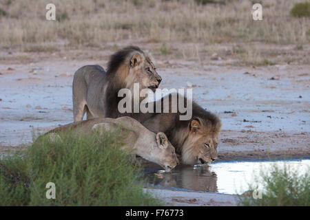 Zwei männliche Löwen und eine Löwin Trinkwasser aus der Pfanne in den Kgalagadi Transfrontier Park Stockfoto