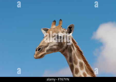 Porträt einer weiblichen Giraffe mit dem blauen Himmel im Hintergrund in den Kgalagadi Transfrontier Park Stockfoto