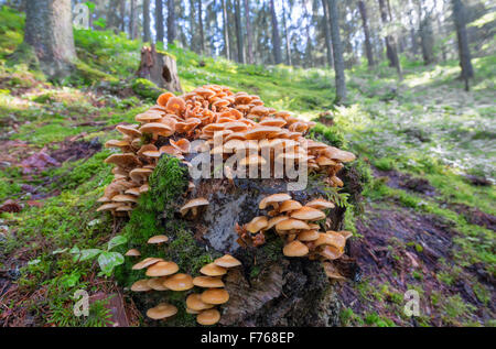 Eine Menge Honig Champignons auf einem Baumstumpf im Wald Stockfoto