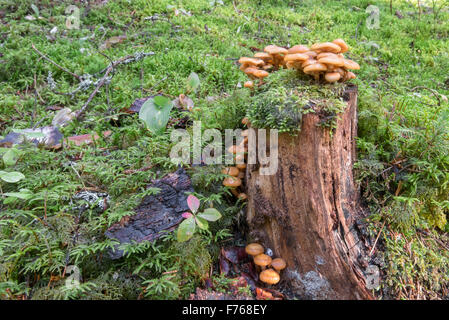 Eine Menge Honig Champignons auf einem Baumstumpf im Wald Stockfoto