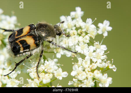 Käfer auf weiße Blume Nektar sammeln Stockfoto