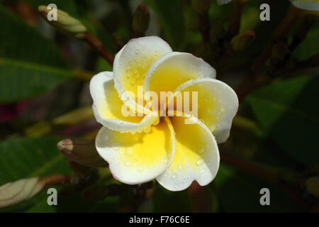 Plumeria rubra Blume, nosegay, Frangipani, champa Blume, trivandrum, kerala, indien, asien Stockfoto