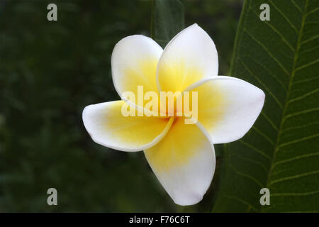 Plumeria rubra Blume, nosegay, Frangipani, champa Blume, trivandrum, kerala, indien, asien Stockfoto