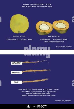 BIO-industrielle Ernte – KOKOSPALME – R&D Kokospalme (Cocos Nucifera L) "Kokos-Frucht" auf ganzheitliche Weise – sorgt für Livelihoo Stockfoto