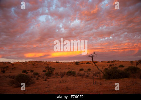 Dramatischen Sonnenuntergang im Kgalagadi Transfrontier Park Stockfoto