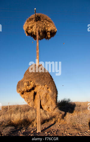 Gesellig Weaver Nester auf einen Telefonmast im Kgalagadi Transfrontier Park Stockfoto