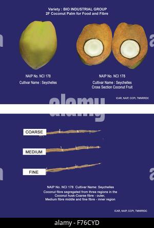 BIO-industrielle Ernte – KOKOSPALME – R&D Kokospalme (Cocos Nucifera L) "Kokos-Frucht" auf ganzheitliche Weise – sorgt für Livelihoo Stockfoto