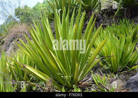 Yucca-Pflanze, Marayoor, Idukki, Kerala, Indien, Asien Stockfoto