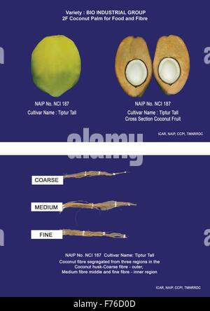 BIO-industrielle Ernte – KOKOSPALME – R&D Kokospalme (Cocos Nucifera L) "Kokos-Frucht" auf ganzheitliche Weise – sorgt für Livelih Stockfoto