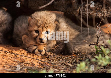 Gepard Cub liegen oben auf seine Geschwister unter eine Niederlassung in den Kgalagadi Transfrontier Park Stockfoto