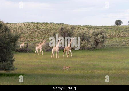 Eine Gruppe von Giraffen beobachten einen Geparden zu Fuß durch den Rasen in den Kgalagadi Transfrontier Park Stockfoto