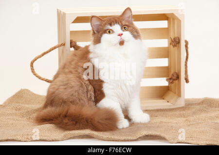 British Longhair Katze, Kater, Zimt-weiß, 5 Monate | Britisch Langhaar Kater, Zimt-weiße, Zimt-Weiss, 5 Monate Stockfoto