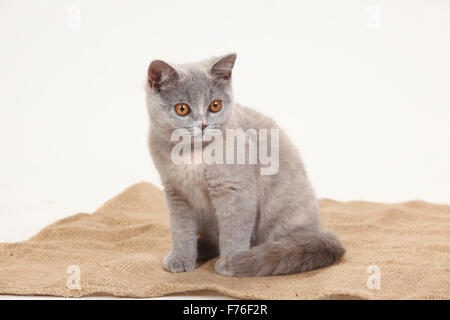 Britische Kurzhaarkatze, blau-Tortie, 4 Monate | Britisch Kurzhaar, blau-Tortie, 4 Monate Stockfoto