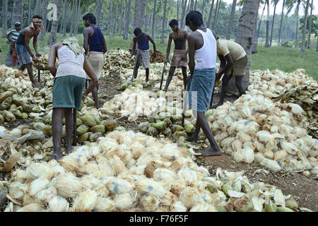 Männer Entspelzen Kokosnüsse, Dindigul, Tamilnadu, Indien, Asien Stockfoto