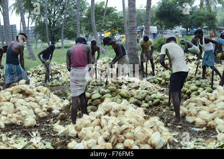 Männer Entspelzen Kokosnüsse, Dindigul, Tamilnadu, Indien, Asien Stockfoto