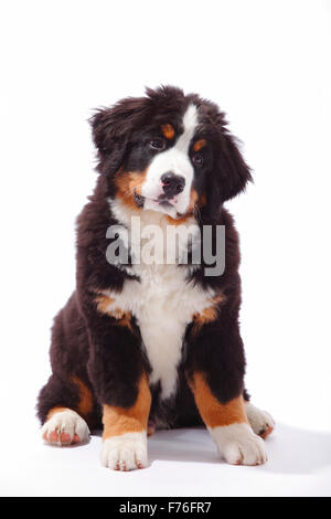 Berner Sennenhund, Welpen, 3 Monate | Berner Sennenhund, Welpe, 3 Monate Stockfoto