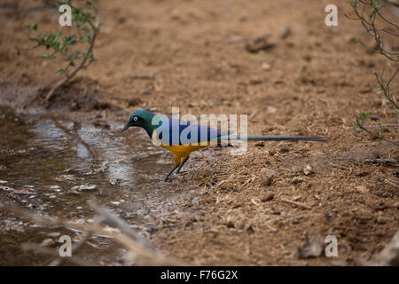 Golden-breasted Starling Cosmopsarus Regius Tsavo East Nationalpark Kenia Stockfoto