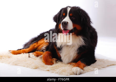 Berner Sennenhund, Männlich | Berner Sennenhund, Ruede Stockfoto