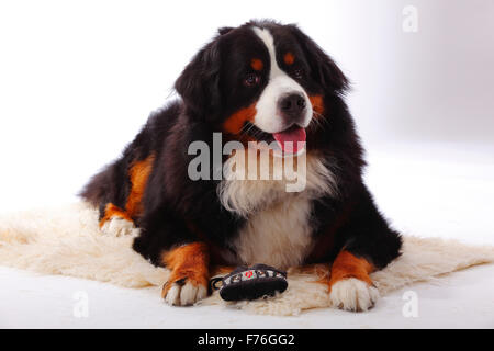 Berner Sennenhund, Männlich | Berner Sennenhund, Ruede Stockfoto