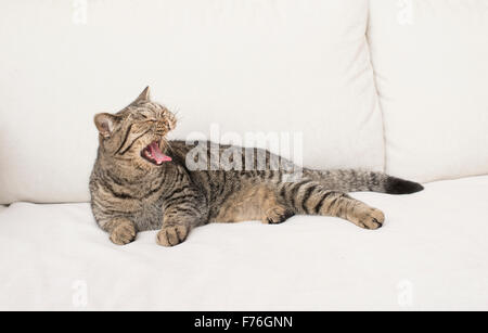 Britisch Kurzhaarkatze, Gähnen und liegend auf weißen Sofa im Wohnzimmer. Stockfoto