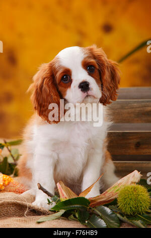 Cavalier King Charles Spaniel, Welpen, Blenheim, 10 Wochen | Cavalier King Charles Spaniel, Welpe, Blenheim, 10 Wochen Stockfoto