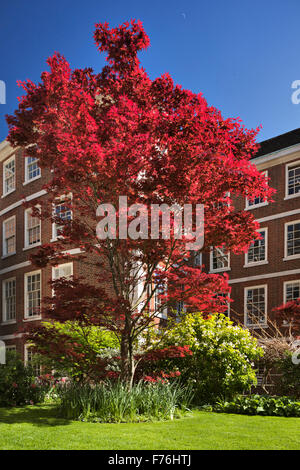 Leuchtend rote japanische Acer Pumpe vor Gericht, Inner Temple. Stockfoto