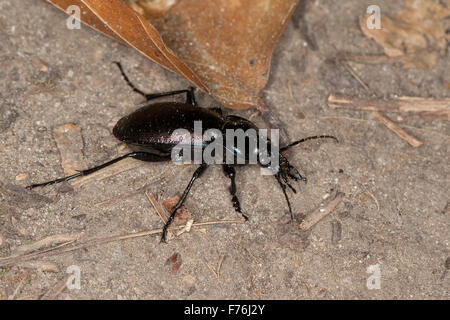 Wald-Boden-Käfer, Hain-Laufkäfer, Hainlaufkäfer, Laufkäfer, Carabus Nemoralis, Le Carabe-des-bois Stockfoto