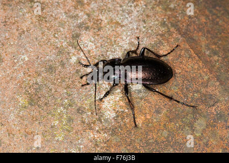 Wald-Boden-Käfer, Hain-Laufkäfer, Hainlaufkäfer, Laufkäfer, Carabus Nemoralis, Le Carabe-des-bois Stockfoto