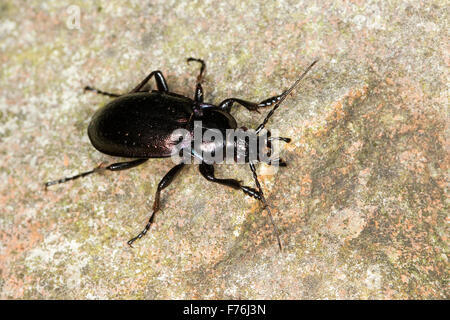 Wald-Boden-Käfer, Hain-Laufkäfer, Hainlaufkäfer, Laufkäfer, Carabus Nemoralis, Le Carabe-des-bois Stockfoto