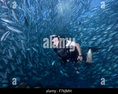 Taucher in unter Schule Makrelen in Sipadan Stockfoto