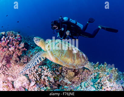 Taucher in Sipadan findet einen neuen Kumpel mit einem grünen Meeresschildkröte Stockfoto