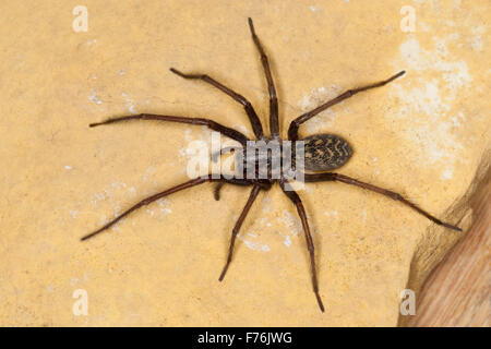 Riesigen europäischen Haus Spinne, Spinne Spinnennetz, Weiblich, Hauswinkelspinne, Haus-Winkelspinne, Hausspinne, Weibchen, Tegenaria Atrica Stockfoto