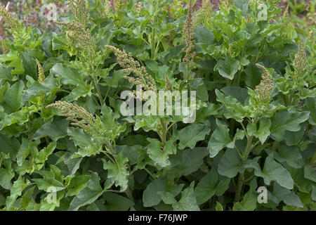 Guter Heinrich, Quecksilber Gänsefuß, Guter Heinrich, Chenopodium Bonus-Henricus, Wilder Mehl-Salat, Blitum Bonus-Henricus Stockfoto