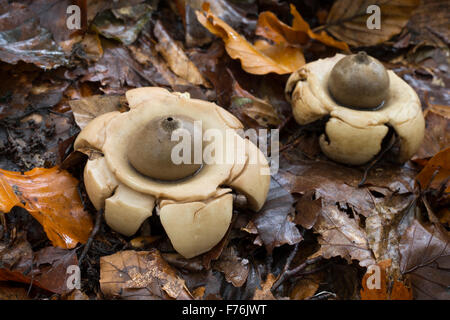 Mit Kragen Earthstar, saucered Earthstar, dreifach Earthstar, Halskrausen-Erdstern, Erdstern, Geastrum Triplex, Geastrum michelianum Stockfoto