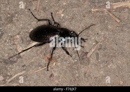 Wald-Boden-Käfer, Hain-Laufkäfer, Hainlaufkäfer, Laufkäfer, Carabus Nemoralis, Le Carabe-des-bois Stockfoto