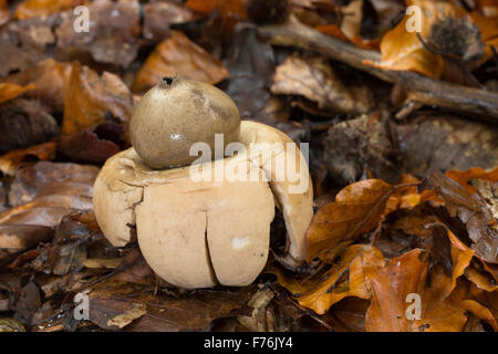 Mit Kragen Earthstar, saucered Earthstar, dreifach Earthstar, Halskrausen-Erdstern, Erdstern, Geastrum Triplex, Geastrum michelianum Stockfoto