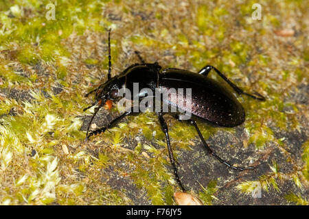 Wald-Boden-Käfer, Hain-Laufkäfer, Hainlaufkäfer, Laufkäfer, Carabus Nemoralis, Le Carabe-des-bois Stockfoto