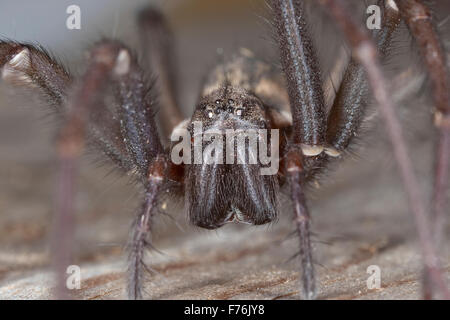 Riesigen europäischen Haus Spinne, Spinne Spinnennetz, Weiblich, Hauswinkelspinne, Haus-Winkelspinne, Hausspinne, Weibchen, Tegenaria Atrica Stockfoto