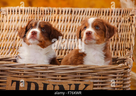 Miniatur Australian Shepherd, Welpen, 7 Wochen | Miniature Australian Shepherd, Welpen, 7 Wochen Stockfoto