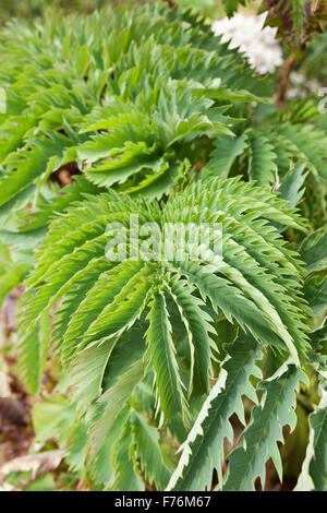 Honigbusch oder Honig Blume Melianthus große Blätter Stockfoto