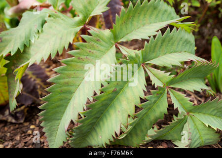 Honigbusch oder Honig Blume Melianthus große Blätter Stockfoto